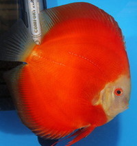 UK BRED DISCUS FISH FOR SALE - NEW STOCK AVAILABLE 18/06/17 AT DISCUS FISH SALES - NO1 UK DISCUS SUPPLIERS - FRI 16th UK DELIVERY AVAILABLE