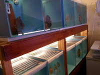 UK BRED DISCUS FISH FOR SALE - NEW STOCK AVAILABLE 18/06/17 AT DISCUS FISH SALES - NO1 UK DISCUS SUPPLIERS - FRI 16th UK DELIVERY AVAILABLE