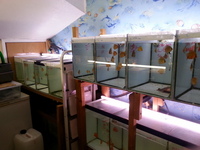 UK BRED DISCUS FISH FOR SALE - NEW STOCK AVAILABLE 18/06/17 AT DISCUS FISH SALES - NO1 UK DISCUS SUPPLIERS - FRI 16th UK DELIVERY AVAILABLE