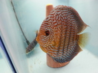 UK BRED DISCUS FISH FOR SALE - NEW STOCK AVAILABLE 18/06/17 AT DISCUS FISH SALES - NO1 UK DISCUS SUPPLIERS - FRI 16th UK DELIVERY AVAILABLE