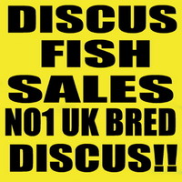 UK BRED DISCUS FISH FOR SALE - NEW STOCK AVAILABLE 18/06/17 AT DISCUS FISH SALES - NO1 UK DISCUS SUPPLIERS - FRI 16th UK DELIVERY AVAILABLE