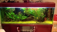 Cabinet Aquarium Fish Tank 340 L - for sale