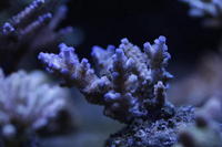 Tank breakdown SPS coral for sale consider any offer