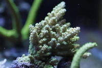 Tank breakdown SPS coral for sale consider any offer