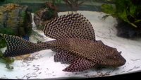 Large 12 inches plec £15