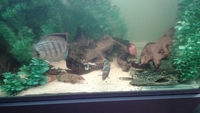 Large Tropical Fish for sale