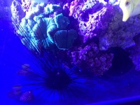 Long Spined Urchin & Yellow Polyps for Sale