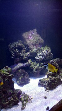 Marine Fish, rock, ricordea, zoas, fromia and clean up crew, St Austell