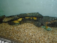 Yellow Labs (Labidochromis Caeruleus) for sale