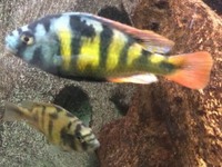6x SP44 juvs £15 young fish cichlid lake Victoria Haplochromis red tail haps juveniles