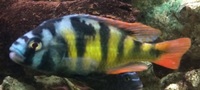 6x SP44 juvs £15 young fish cichlid lake Victoria Haplochromis red tail haps juveniles