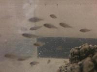 6x SP44 juvs £15 young fish cichlid lake Victoria Haplochromis red tail haps juveniles