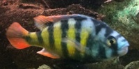 6x SP44 juvs £15 young fish cichlid lake Victoria Haplochromis red tail haps juveniles