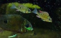 For Sale: Cupid Cichlids Biotodoma Cupido ## Price Reduced ##