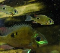 For Sale: Cupid Cichlids Biotodoma Cupido ## Price Reduced ##