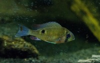 For Sale: Cupid Cichlids Biotodoma Cupido ## Price Reduced ##