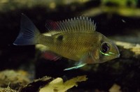 For Sale: Cupid Cichlids Biotodoma Cupido ## Price Reduced ##