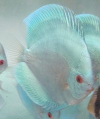 :: AWARD WINNING MARTIN NG MASTER DISCUS BREEDER. DURHAM DISCUS - THE No1 DISCUS SPECIALISTS IN NORTH EAST ENGLAND :