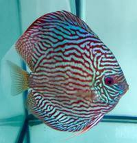 :: AWARD WINNING MARTIN NG MASTER DISCUS BREEDER. DURHAM DISCUS - THE No1 DISCUS SPECIALISTS IN NORTH EAST ENGLAND :