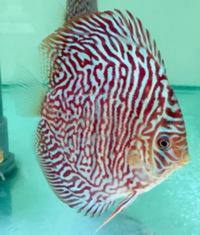 :: AWARD WINNING MARTIN NG MASTER DISCUS BREEDER. DURHAM DISCUS - THE No1 DISCUS SPECIALISTS IN NORTH EAST ENGLAND :