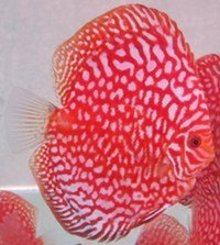 :: AWARD WINNING MARTIN NG MASTER DISCUS BREEDER. DURHAM DISCUS - THE No1 DISCUS SPECIALISTS IN NORTH EAST ENGLAND :