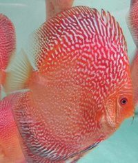 :: AWARD WINNING MARTIN NG MASTER DISCUS BREEDER. DURHAM DISCUS - THE No1 DISCUS SPECIALISTS IN NORTH EAST ENGLAND :