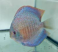 :: SIMPLY THE BEST NORTH EAST DISCUS:: DURHAM DISCUS