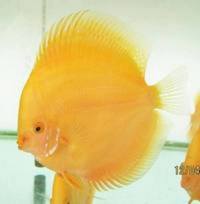 :: SIMPLY THE BEST NORTH EAST DISCUS:: DURHAM DISCUS