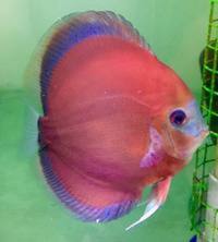 :: SIMPLY THE BEST NORTH EAST DISCUS:: DURHAM DISCUS