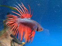 🐟Current Livestock List🐟 01/03/2018 Maidenhead Aquatics @ Rutland