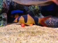 🐟Current Livestock List🐟 01/03/2018 Maidenhead Aquatics @ Rutland