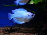 🐟Current Livestock List🐟 01/03/2018 Maidenhead Aquatics @ Rutland