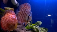 Fish Finatics Aquatic Centre, W Lancs - Current Fish Stock available