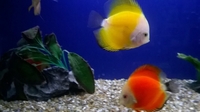 Fish Finatics Aquatic Centre, W Lancs - Current Fish Stock available