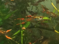 GUPPIES FOR SALE