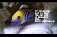 Wet Pets Solihull Have stunning Malawi Juvies for sale some rarer ones and a good size a must see list.