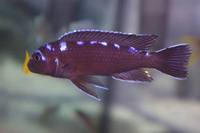 Wet Pets Solihull Have stunning Malawi Juvies for sale some rarer ones and a good size a must see list.