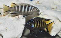 Wet Pets Solihull Have stunning Malawi Juvies for sale some rarer ones and a good size a must see list.