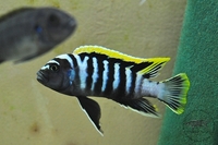 Wet Pets Solihull Have stunning Malawi Juvies for sale some rarer ones and a good size a must see list.