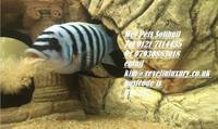 Wet Pets Solihull Have stunning Malawi Juvies for sale some rarer ones and a good size a must see list.