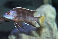 Wet Pets Solihull Have stunning Malawi Juvies for sale some rarer ones and a good size a must see list.