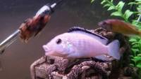 Wet Pets Solihull Have stunning Malawi Juvies for sale some rarer ones and a good size a must see list.