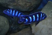 Wet Pets Solihull Have stunning Malawi Juvies for sale some rarer ones and a good size a must see list.