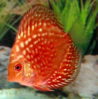 Plymouth Discus, Quality Discus At The Lowest Possible Prices.