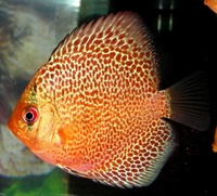 Plymouth Discus, Quality Discus At The Lowest Possible Prices.