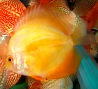 Plymouth Discus, Quality Discus At The Lowest Possible Prices.