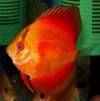 Plymouth Discus, Quality Discus At The Lowest Possible Prices.
