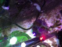 Corals and pair of clown fish for sale