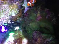 Corals and pair of clown fish for sale