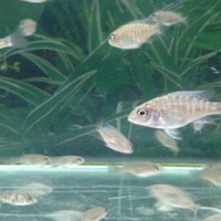 Malawi PEACOCKS CICHLIDS £3